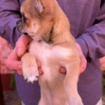 Nitus-male-chihuahua-puppy-for-sale-1 (8)