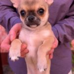 Nitus-male-chihuahua-puppy-for-sale-1 (9)
