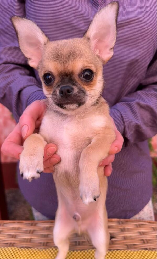 Nitus Chihuahua Nitus Chihuahua
