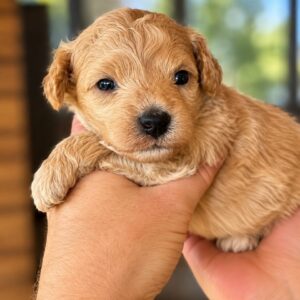 Noah Maltipoo Noah Maltipoo