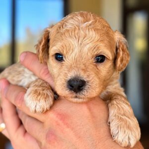 Noah Maltipoo Noah Maltipoo