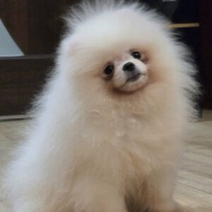 Norgine Pomeranian Norgine Pomeranian