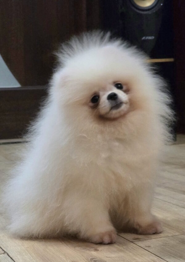 Norgine Pomeranian Norgine Pomeranian