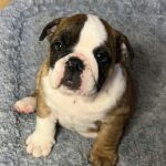 Norma-female-English-Bulldog-puppy-for-sale-1