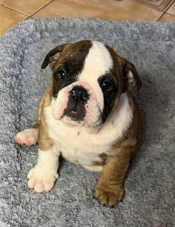 Norma English Bulldog Norma English Bulldog