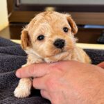 Nova-female-Maltipoo-puppy-for-sale-1