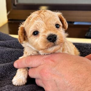 Nova Maltipoo Nova Maltipoo