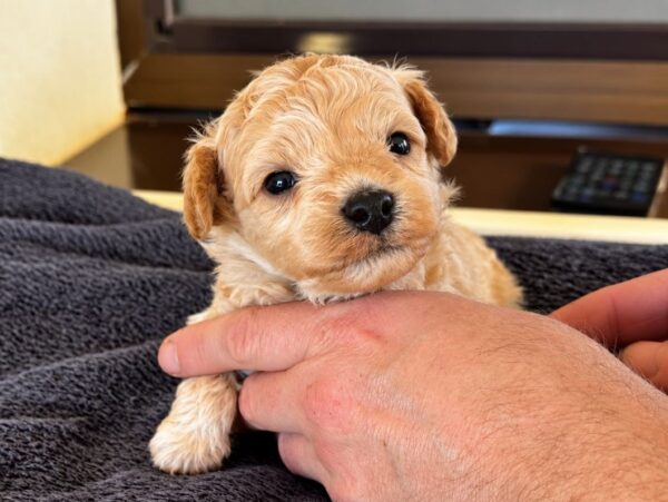 Nova Maltipoo Nova Maltipoo