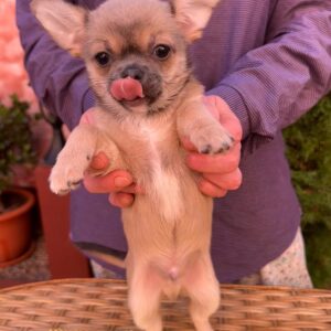 Nuker Chihuahua Nuker Chihuahua