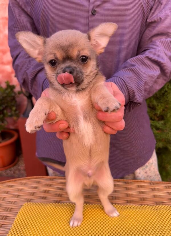 Nuker Chihuahua Nuker Chihuahua