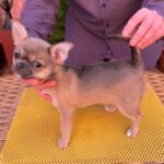 Nuker-male-chihuahua-puppy-for-sale-1 (2)