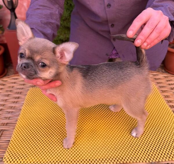 Nuker Chihuahua Nuker Chihuahua