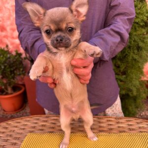 Nuker Chihuahua Nuker Chihuahua