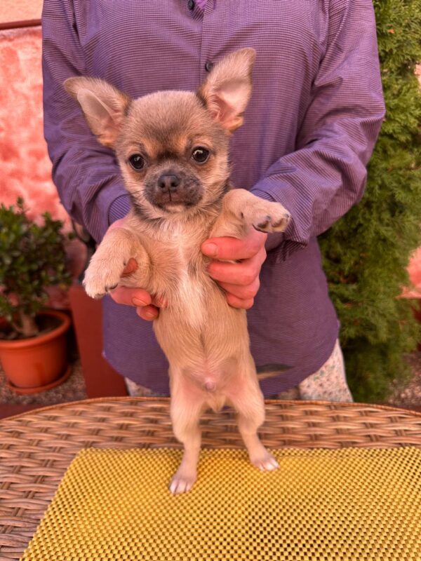 Nuker Chihuahua Nuker Chihuahua