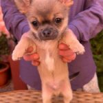 Nuker-male-chihuahua-puppy-for-sale-1 (4)