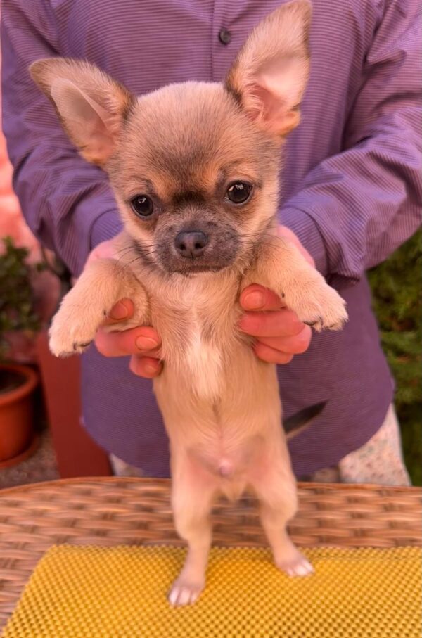 Nuker Chihuahua Nuker Chihuahua