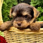 Oakley-male-Yorkshire-Terrier-puppy-for-sale-1