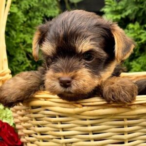 Oakley Yorkshire Terrier Oakley Yorkshire Terrier