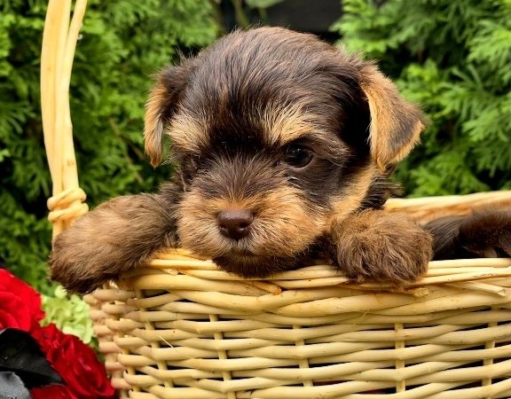 Oakley Yorkshire Terrier Oakley Yorkshire Terrier