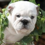 Oceana-female-English-bulldog-puppy-for-sale-1