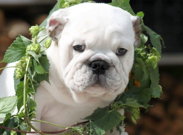 Oceana English Bulldog Oceana English Bulldog
