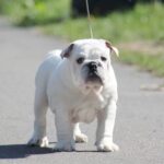 Oceana-female-English-bulldog-puppy-for-sale-2