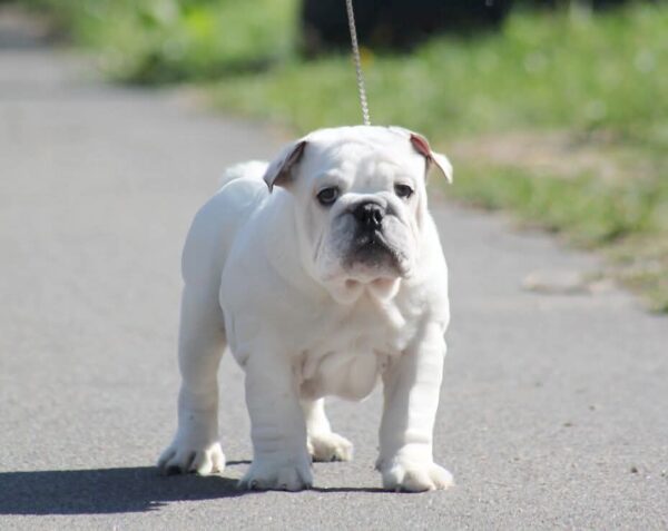 Oceana English Bulldog Oceana English Bulldog