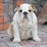 Odette-female-English-bulldog-puppy-for-sale-1