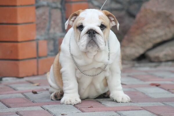 Odette English Bulldog Odette English Bulldog