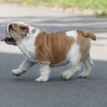 Odette-female-English-bulldog-puppy-for-sale-2