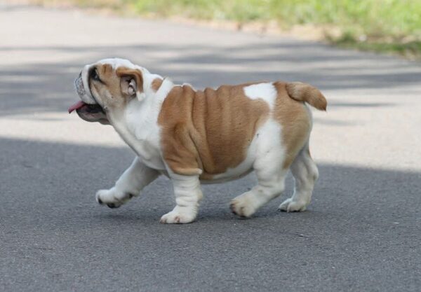 Odette English Bulldog Odette English Bulldog