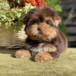 Olika-female-Yorkshire-Terrier-puppy-for-sale- (1)