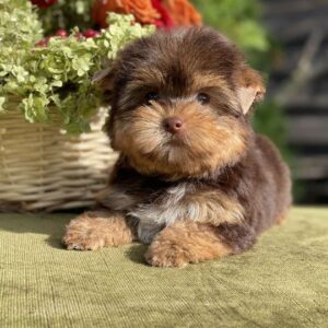 Olika Yorkshire Terrier Olika Yorkshire Terrier