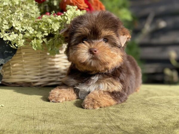 Olika Yorkshire Terrier Olika Yorkshire Terrier
