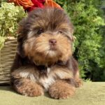 Olika-female-Yorkshire-Terrier-puppy-for-sale- (2)