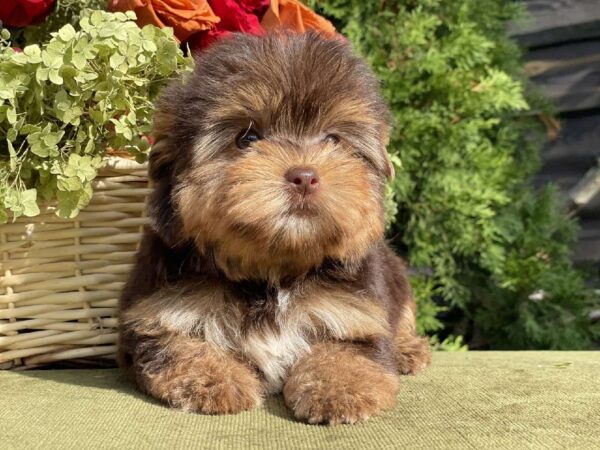 Olika Yorkshire Terrier Olika Yorkshire Terrier