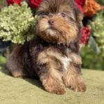 Olika-female-Yorkshire-Terrier-puppy-for-sale- (3)