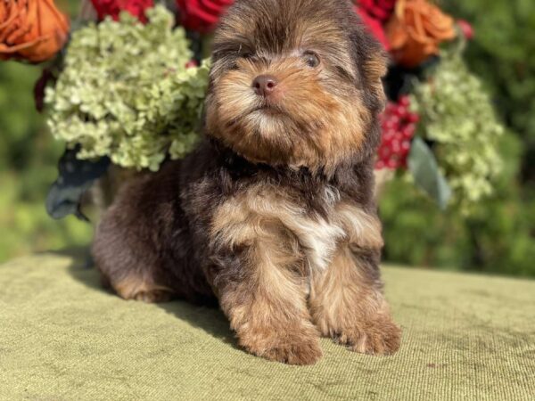 Olika Yorkshire Terrier Olika Yorkshire Terrier