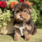 Olika-female-Yorkshire-Terrier-puppy-for-sale- (4)