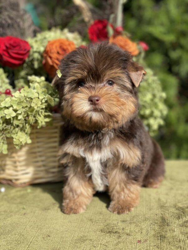 Olika Yorkshire Terrier Olika Yorkshire Terrier