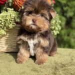 Olika-female-Yorkshire-Terrier-puppy-for-sale- (5)