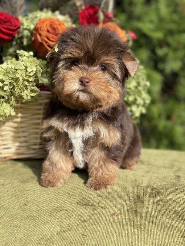 Olika Yorkshire Terrier Olika Yorkshire Terrier