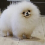 Olimpi-female-pomeranian-puppy-for-sale-1