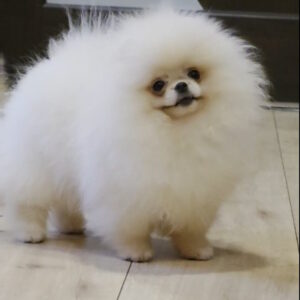 Olimpi Pomeranian Olimpi Pomeranian