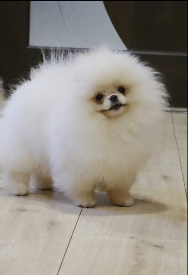 Olimpi Pomeranian Olimpi Pomeranian