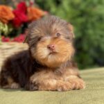 Omara-female-Yorkshire-Terrier-puppy-for-sale- (1)
