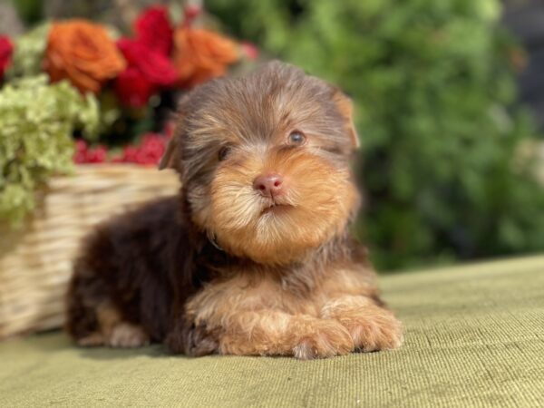 Omara Yorkshire Terrier Omara Yorkshire Terrier
