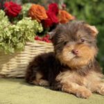 Omara-female-Yorkshire-Terrier-puppy-for-sale- (2)