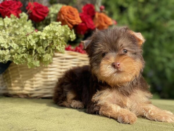 Omara Yorkshire Terrier Omara Yorkshire Terrier
