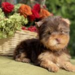 Omara-female-Yorkshire-Terrier-puppy-for-sale- (3)